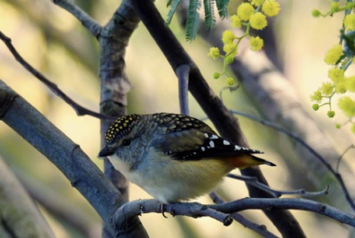 5 August bird survey